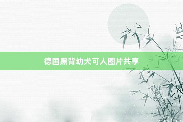 德国黑背幼犬可人图片共享